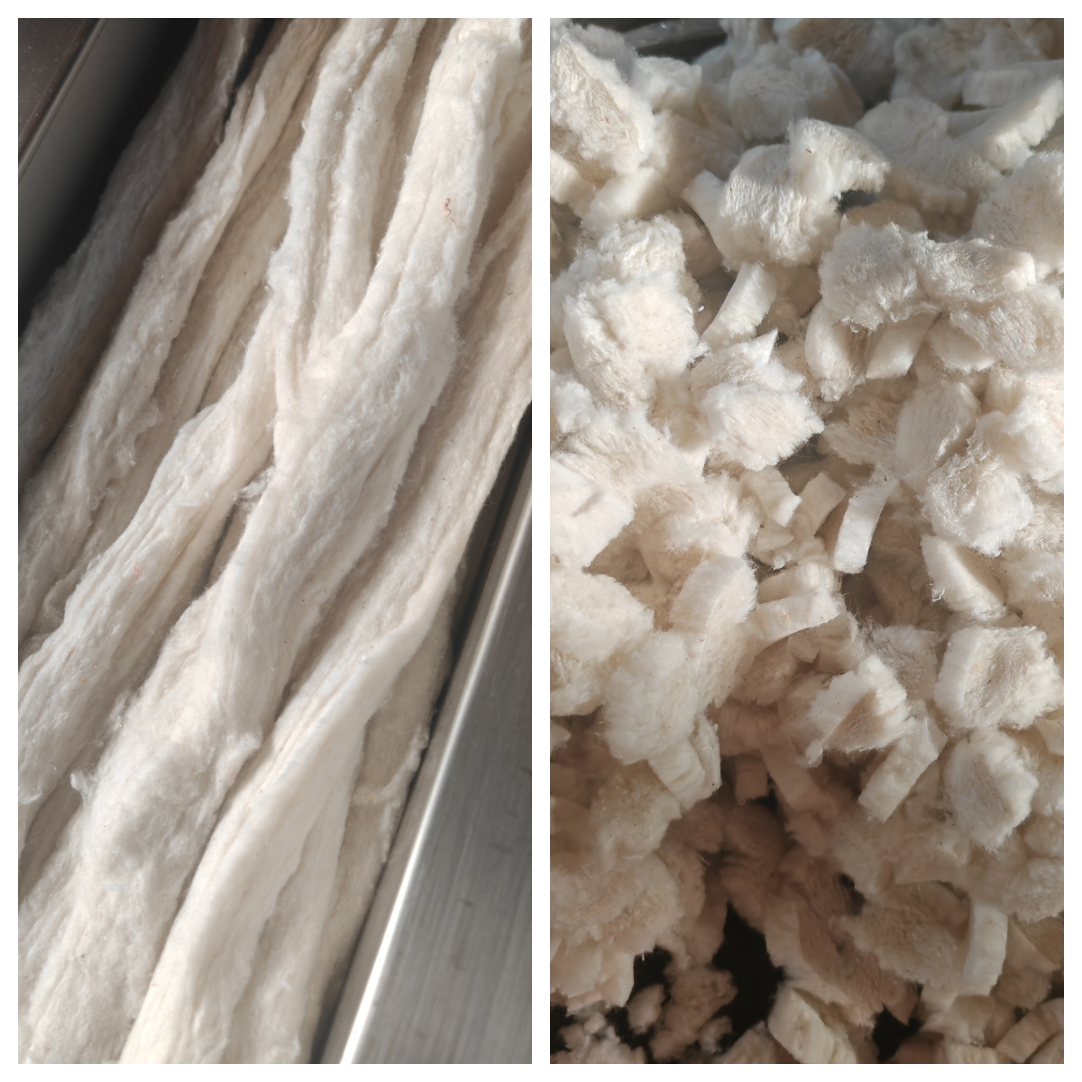 棉纤维长条切短效果